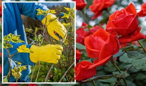 Simple rose pruning method to prevent wind damage in winter - 'rocks the roots!' | Express.co.uk