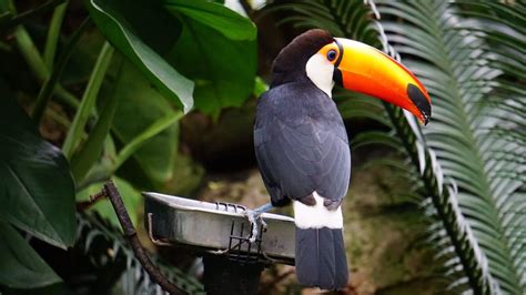 Top 10 Most Expensive Birds In The World | MY PET PLANT