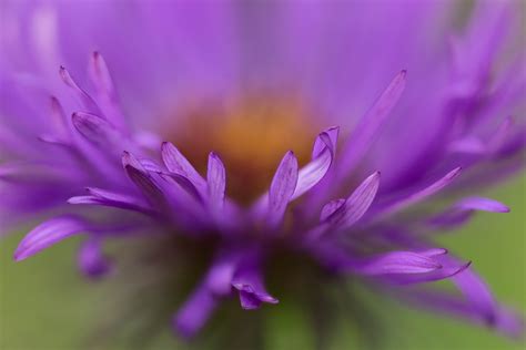 Closeup photography of purple petaled flower, aster HD wallpaper | Wallpaper Flare