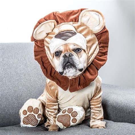 Top 10 English Bulldog 2018 Halloween Costumes To Will Blow You Away! Bulldog Puppies, Cute ...