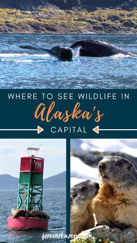 Best Places To See Wildlife In Juneau, Alaska | Wildlife travel, Alaska ...