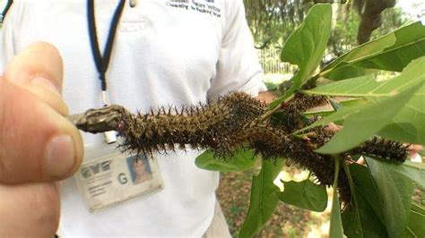 What does a buck moth caterpillar sting feel like? | Archive | nola.com