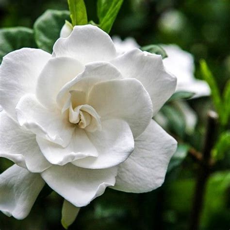 Frost Proof Gardenia For Sale Online | The Tree Center