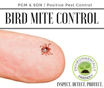Bird Mite Pest Control | Hereford | PGM & SON