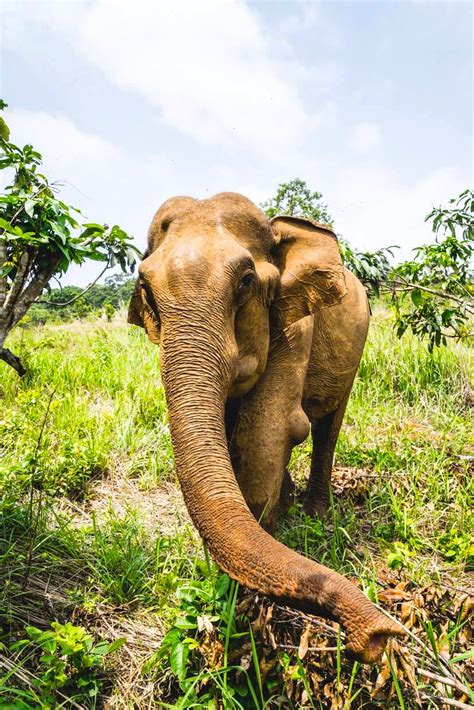 Mondulkiri Elephant & Wildlife Sanctuary