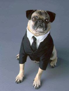 Top 15 pug halloween costumes - What the pug? http://whatthepug.com/top ...