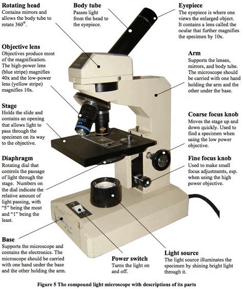 Parts of a Microscope and Their Functions | Mr. Klein's Classes - science_handbook_4.3 | Science ...