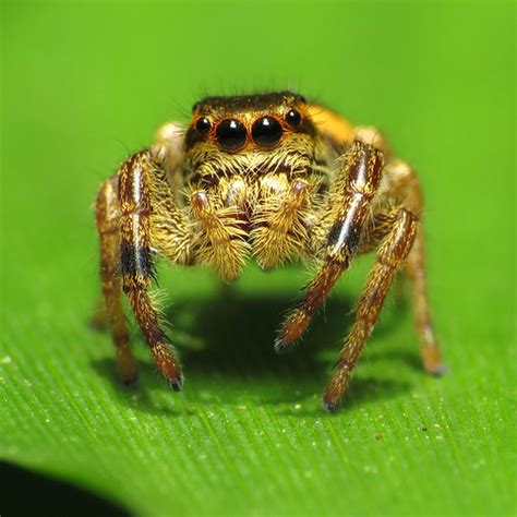 Green Jumping Spider | Kenilworth Marsh. Washington, DC, USA… | Flickr