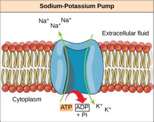 Chapter 8. Membrane Transport – Introduction to Molecular and Cell Biology