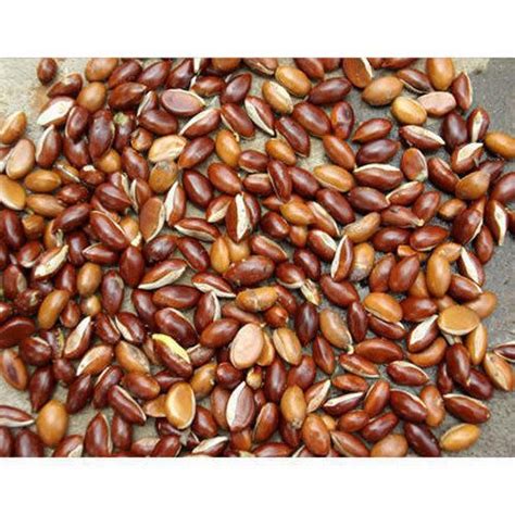 Mahua Seeds - Wholesale Price & Mandi Rate for Mahua longifolia