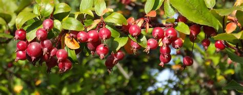 Common Crabapple Diseases That Cause Summer Defoliation | Arbor Experts | Tree Care in Dayton, OH