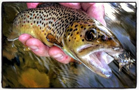 Three Tips for Better Fish Photography | Tenkara Angler