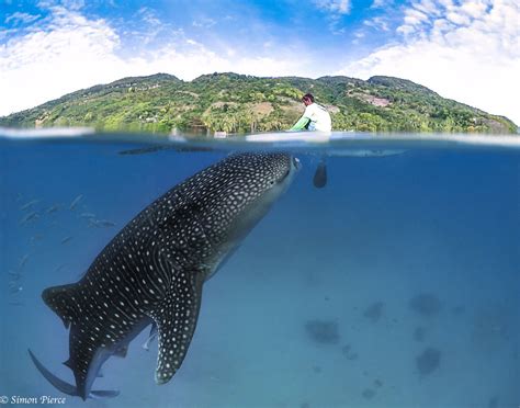 The Philippines - Oslob Whale Sharks | The Dive Tourist, saving our ...