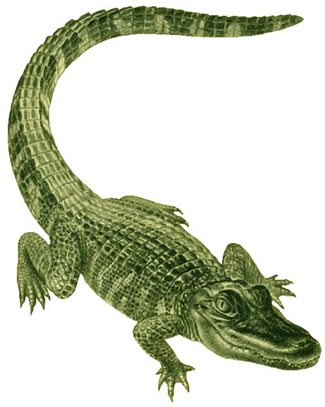 Free Alligator Cliparts, Download Free Alligator Cliparts png images, Free ClipArts on Clipart ...