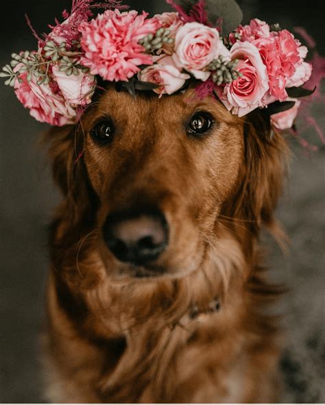 Here's Your Weekly Dose Of Cute! (#17) | Cute animals, Dog flower, Cute puppies