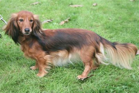 Teckel à poil long - L'avis du vétérinaire - Choisir son chien