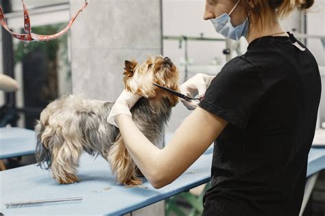 A Woman Grooming a Dog · Free Stock Photo