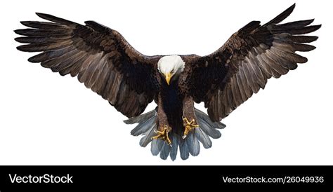 Bald eagle landing hand draw on white Royalty Free Vector