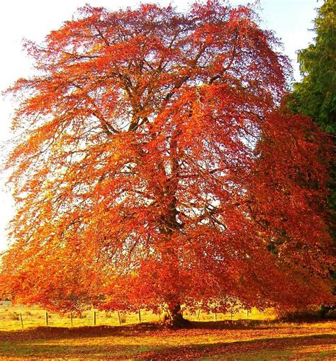 Copper Beech (limbed up) would provide a contrast in fall and function as a specimen tree ...