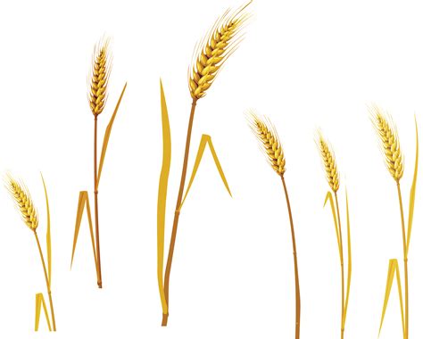 Wheat PNG