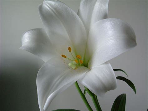 images of lily flowers | ... Collection: Wallpapers, Images, Screensavers: White Lily Flowers ...