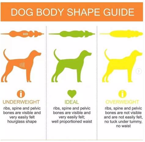 Dog Body Shape Guide | Body shape guide, Dog training tips, Dog care tips