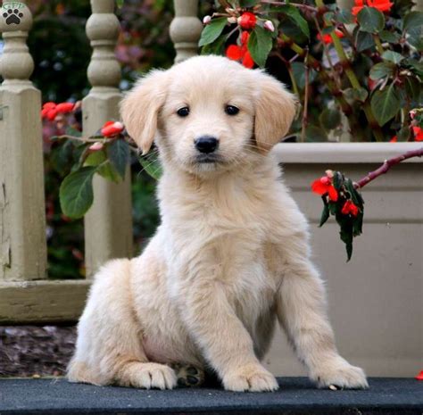 Golden Retriever Mix Puppies For Sale | Greenfield Puppies | Golden ...