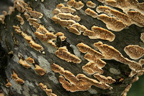 How to Identify Tree Fungus and Prevent a Disaster – The Tree Care Guide