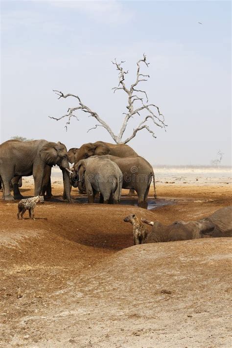 Elephants Mourning Their Dead Stock Photo - Image of filled, curled ...