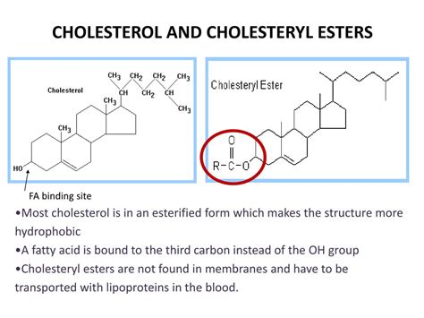 PPT - Cholesterol Metabolism PowerPoint Presentation, free download ...