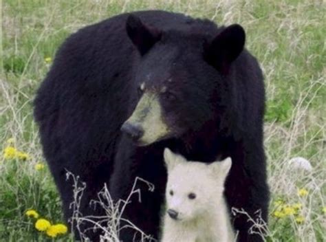 Albino animals deserve some love too (36 Photos) | Albino animals, Black bear, Spirit bear