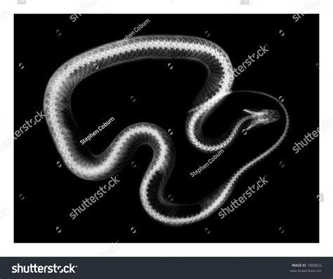 Snake Xray: Over 2 Royalty-Free Licensable Stock Photos | Shutterstock