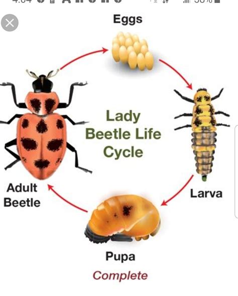 The Best 29 Life Cycle June Bug Larvae - greatdrawgold