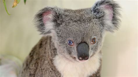 Fame: 'Bowie' the koala attracts fans with rare blue and brown eyes ...