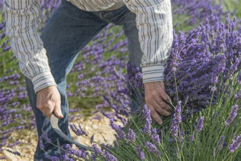 Provence - Lavender Harvest Hand Blooming Flowers of Lavender. Stock Image - Image of farm ...