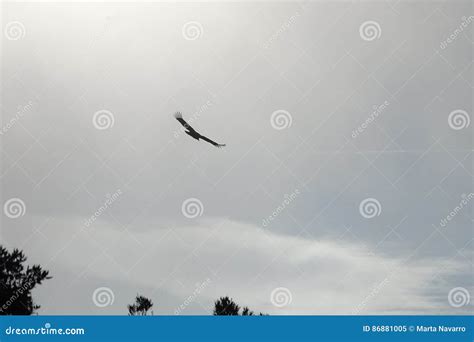 Vulture Silhouette Flying in the Sky Stock Image - Image of bird ...