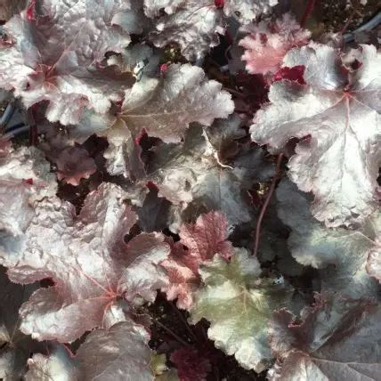 Heuchera, Black Beauty