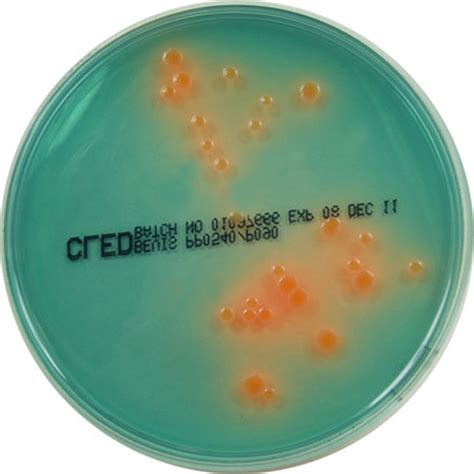 CLED Agar (Bevis) – E & O Laboratories Ltd