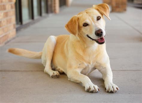 Recomendaciones para Mascotas