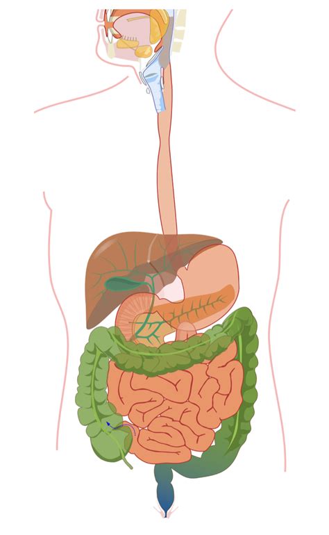 Label the human digestive system — Science Learning Hub