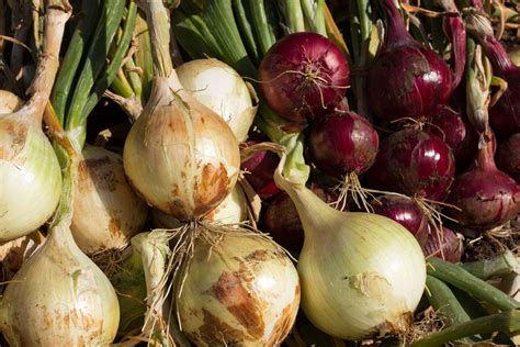 onion summary | Britannica