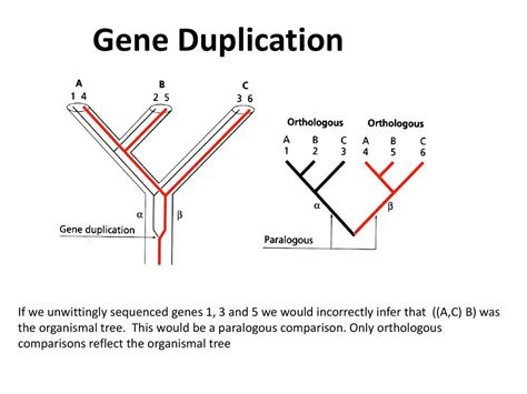 Phylogenetics -- Introduction - ppt download