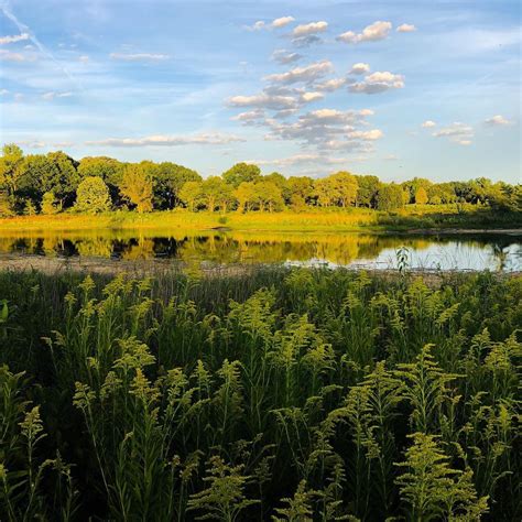 Blackwell Forest Preserve | Forest preserve, Dupage county, Forest