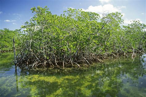 Florida Mangroves Photograph by Newman & Flowers - Fine Art America