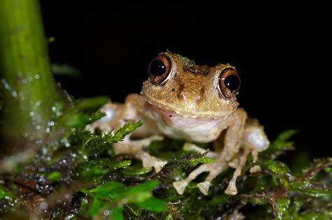 Rain Frog Enjoying the Rain | Sean Crane Photography