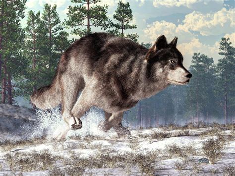 Running Wolf by deskridge on DeviantArt