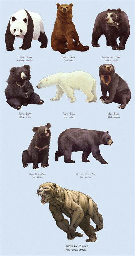 Cave Bear Size Comparison