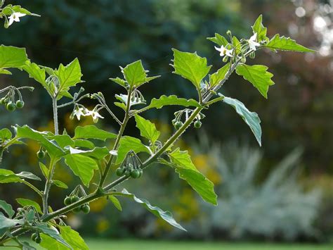 American Black Nightshade | College of Agriculture, Forestry and Life Sciences | Clemson ...