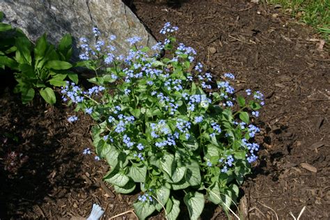 Victoria Gardens: Plant profile: Brunnera macrophylla 'Jack Frost'