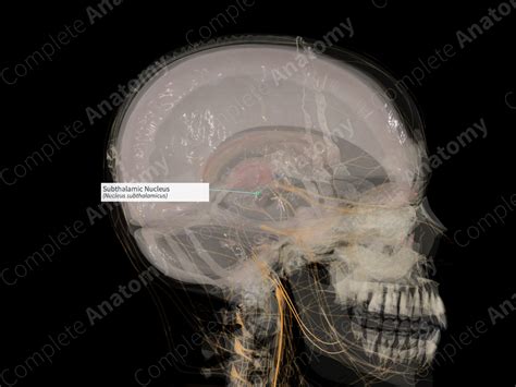 Subthalamic Nucleus (Right) | Complete Anatomy